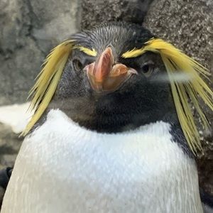 Meet your Posher, Gerry